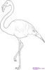 A Flamingo