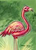 A Flamingo