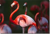 A Flamingo