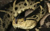 A fer-de-lance viper