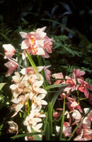 Orchid Show