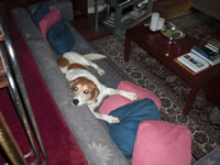 One of 2 dogs now living in the house -- Rex Stout also had 2 dogs
