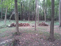 The lawn