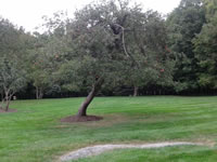 The lawn
