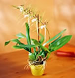 Orchid